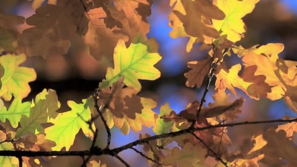 Baum Eiche gelbe Blätter — Stockvideo