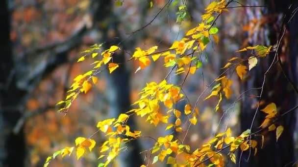 Feuilles jaunes de bouleau — Video