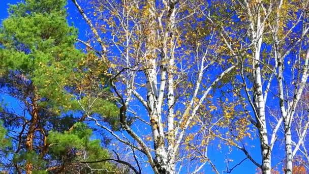 Feuilles jaunes de bouleau — Video