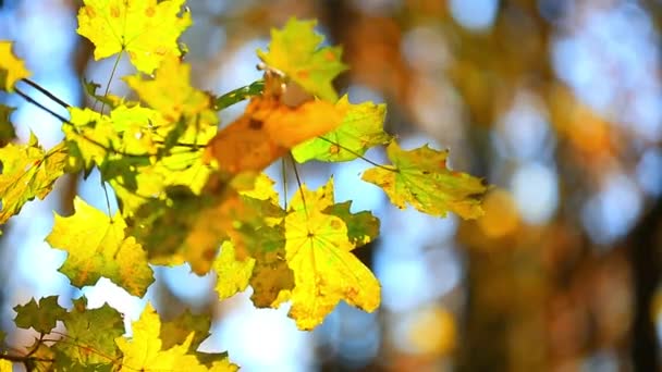 Feuilles d'érable jaunes — Video