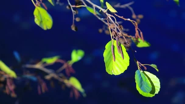 Tree fruits against water — Stock Video