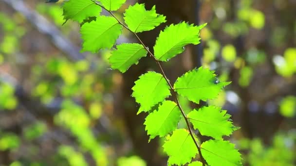 Зеленые листья против дерева — стоковое видео