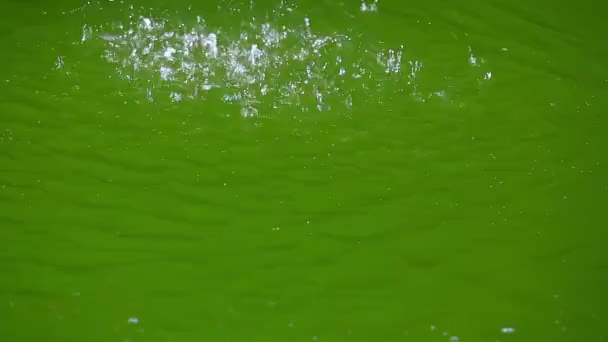 Gotas de agua en un charco — Vídeos de Stock