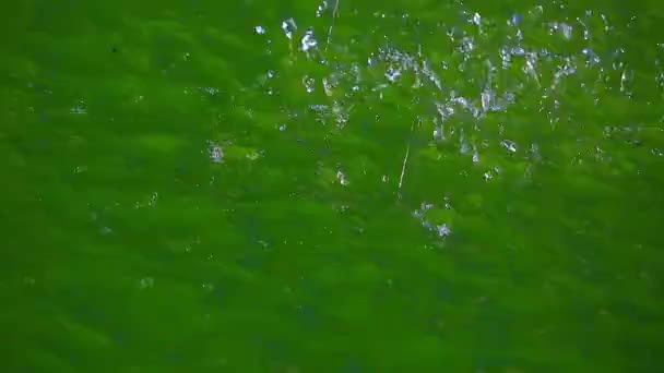 Gotas de agua en un charco — Vídeo de stock