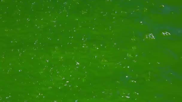 Gotas de agua en un charco — Vídeo de stock