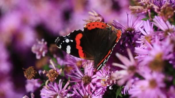 Mariposa sobre un rosa de flores — Vídeos de Stock