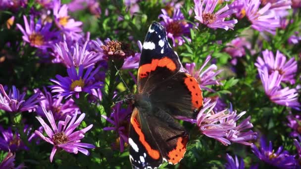 Schmetterling auf einem rosa Blümchen — Stockvideo
