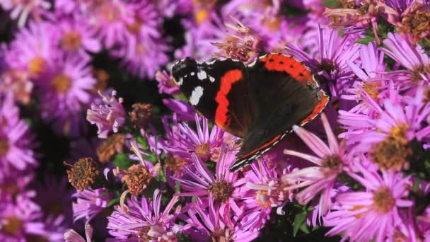 Butterfly on a pink of flowers — Stock Video