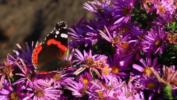 Mariposa sobre un rosa de flores — Vídeos de Stock