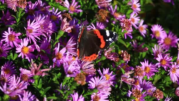 Butterfly on a pink of flowers — Stock Video