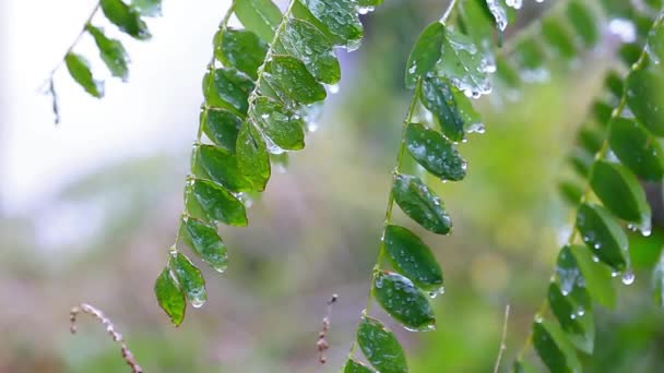 First autumn frosts — Stock Video