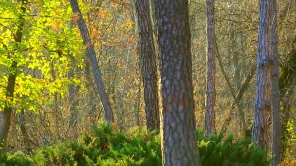 Otoño madera panorama — Vídeos de Stock