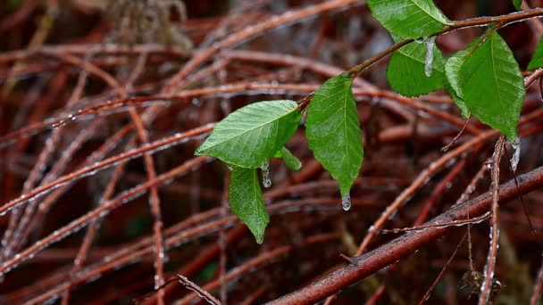 First autumn frosts — Stock Video