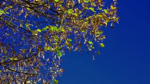 Rüzgarla sonbahar ağaç yaprak — Stok video