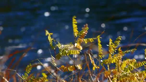 Autumn tree leaves on wind — Stock Video