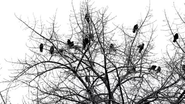 Cuervos en el árbol y en el aire — Vídeos de Stock