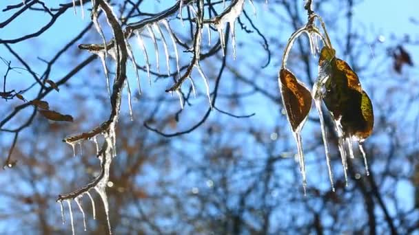 First autumn frosts — Stock Video