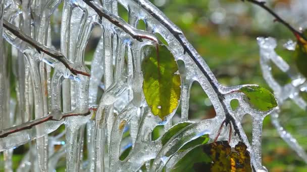 Premiers gelées d'automne — Video