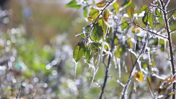 First autumn frosts — Stock Video