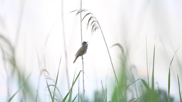 Eurasiático palheta warbler canto — Vídeo de Stock