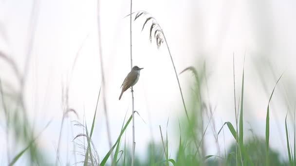 Canna eurasiatica Warbler canto — Video Stock