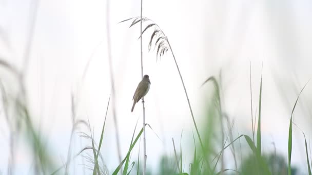 Ευρασιατική reed Κοκκινοτσιροβάκος τραγούδι — Αρχείο Βίντεο