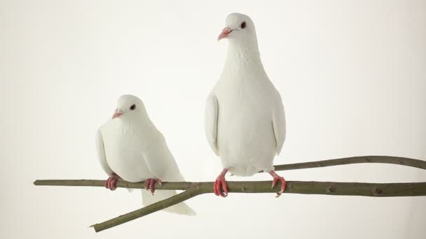 Deux pigeons blancs assis sur une branche 