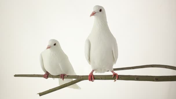 Dos palomas blancas sentadas en una rama — Vídeo de stock