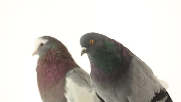 Twee duiven op tak — Stockvideo