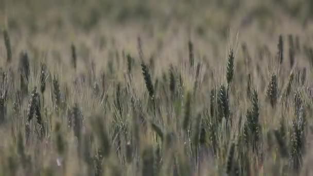 Orelhas de trigo no campo — Vídeo de Stock