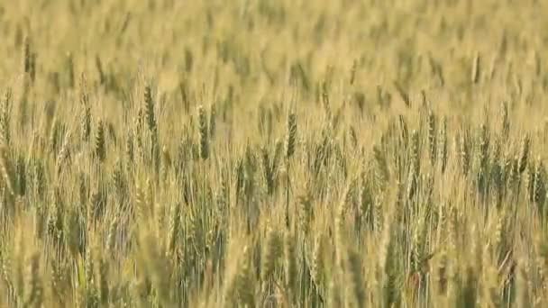 Orelhas de trigo no campo — Vídeo de Stock
