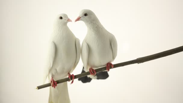 colombes blanches assises sur la branche 