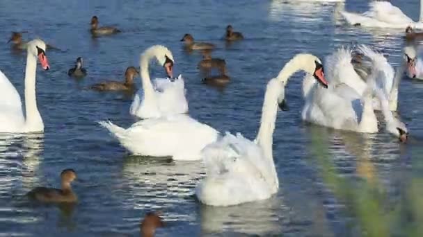 Cisnes e patos nadando na água — Vídeo de Stock