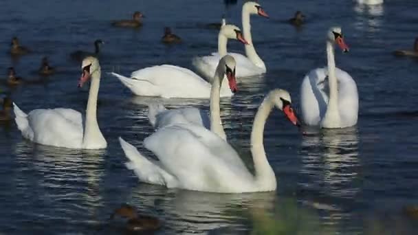 Cisnes e patos nadando na água — Vídeo de Stock