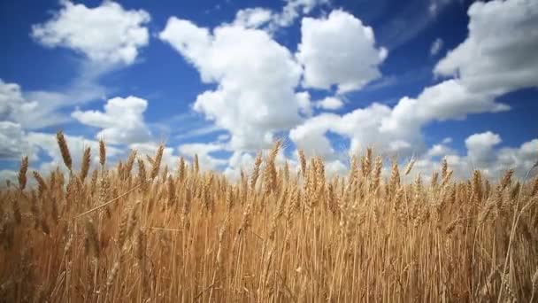 Orelhas de trigo no campo — Vídeo de Stock