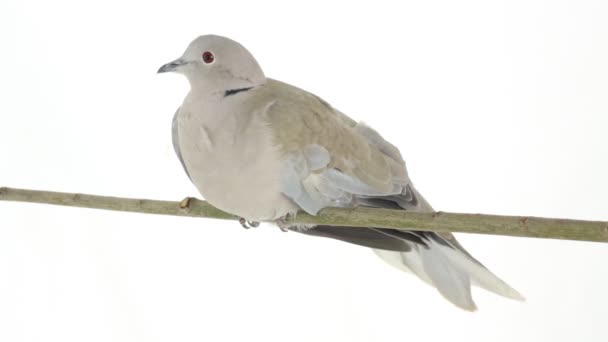 Eurasian collared dove — Stock Video
