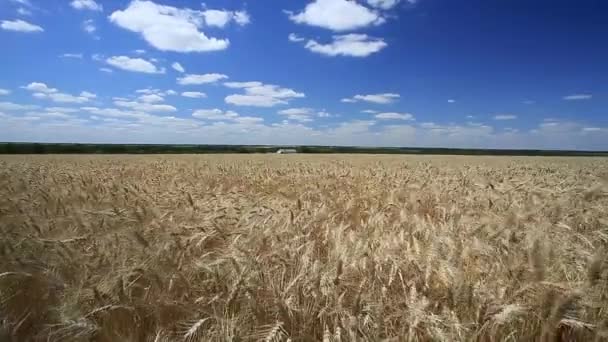 Orelhas de trigo no campo — Vídeo de Stock