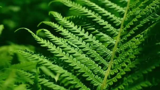 Groene fern close-up — Stockvideo