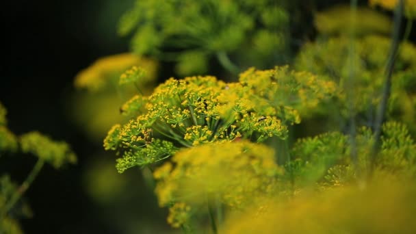 Fennel inflorescence, umbrellas — Stock Video