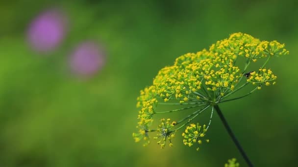 Fennel inflorescence, umbrellas — Stock Video