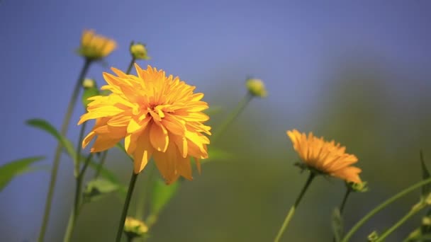 Gula vackra blommor flytta i vinden — Stockvideo