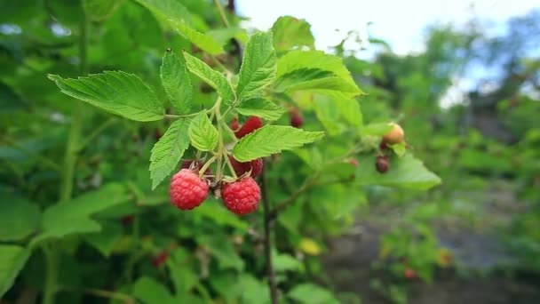 Rijpe frambozen op de tak — Stockvideo