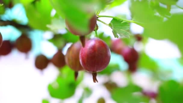 Stachelbeeren aus nächster Nähe — Stockvideo