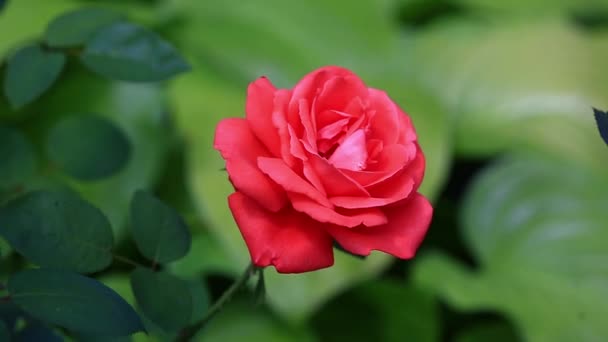 Red rose close-up — Stock Video