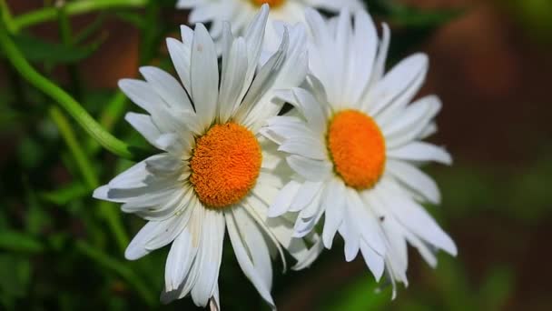 Λευκό Χαμομήλι λουλούδια — Αρχείο Βίντεο