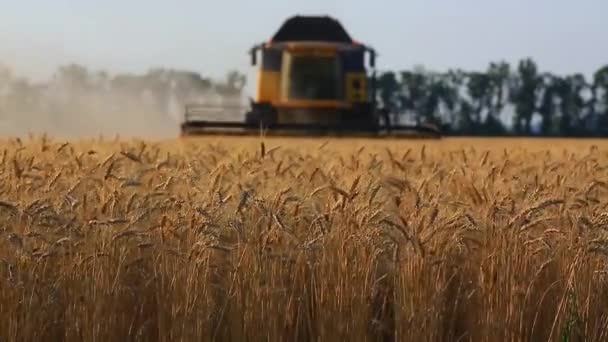 Об'єднати збирання пшениці — стокове відео