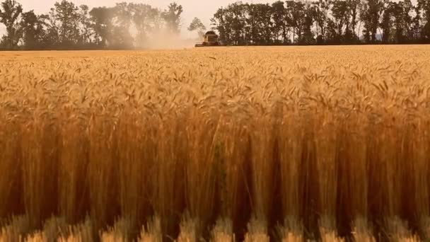 Combine harvesting wheat — Stock Video