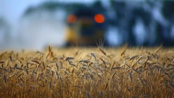 Combineren tarwe oogsten — Stockvideo