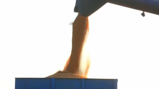Погрузка пшеницы — стоковое видео