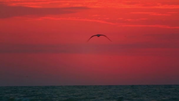 Aufgehende Sonne über dem Meer und fliegender Vogel — Stockvideo